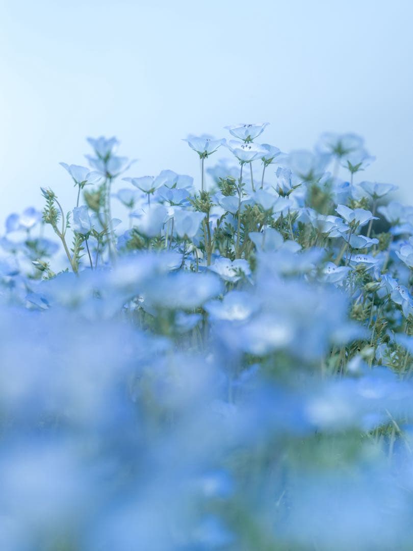 レンズ(単焦点) FUJIFILM GF80mm F1.7 R WR