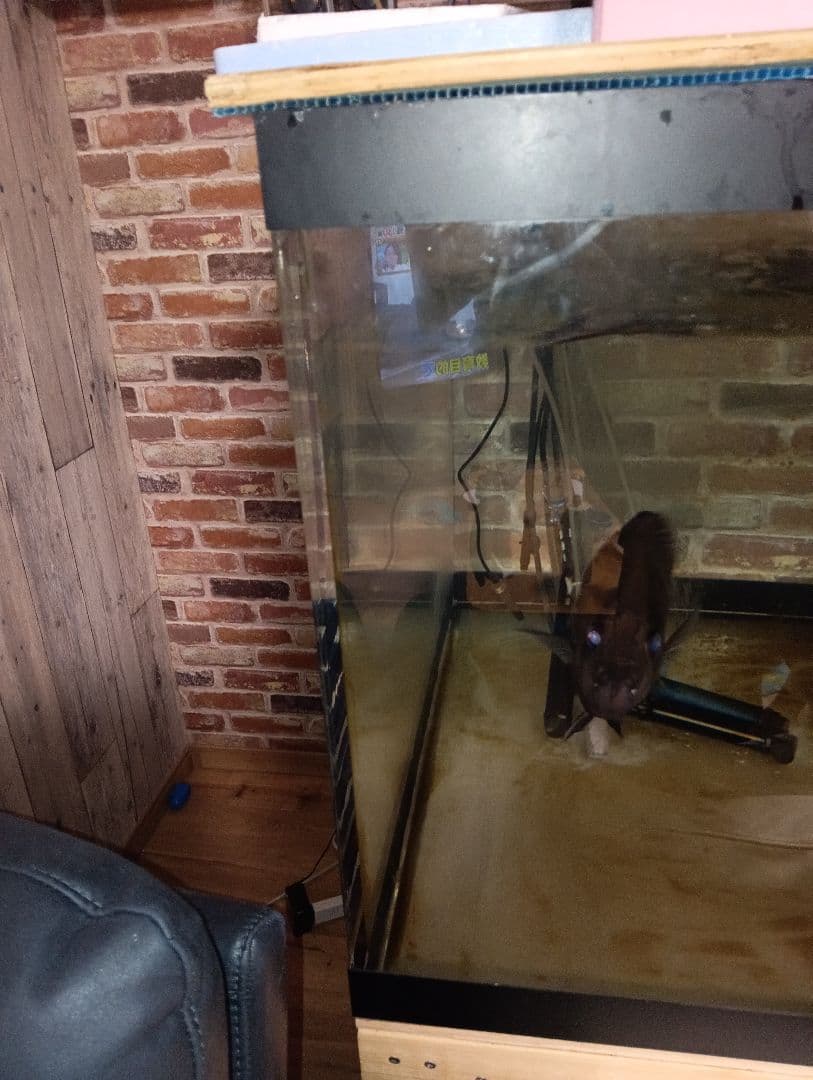 大型アクリル水槽 アロワナ飼育用