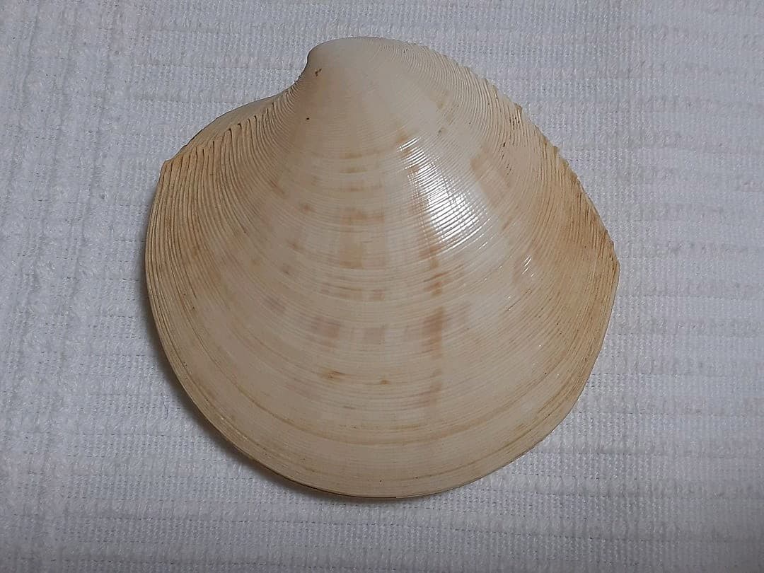 貝の香合