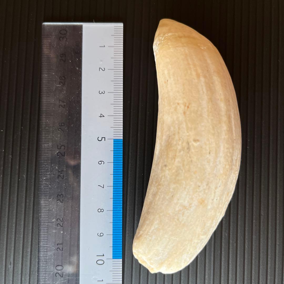 鯨歯3本セット