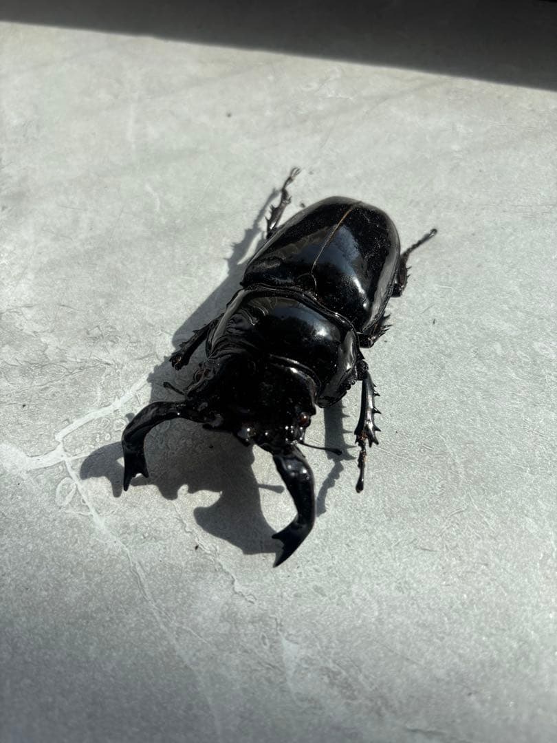 【人気大型種】　タランドゥスオオツヤツヤクワガタ　　標本　オス　メス