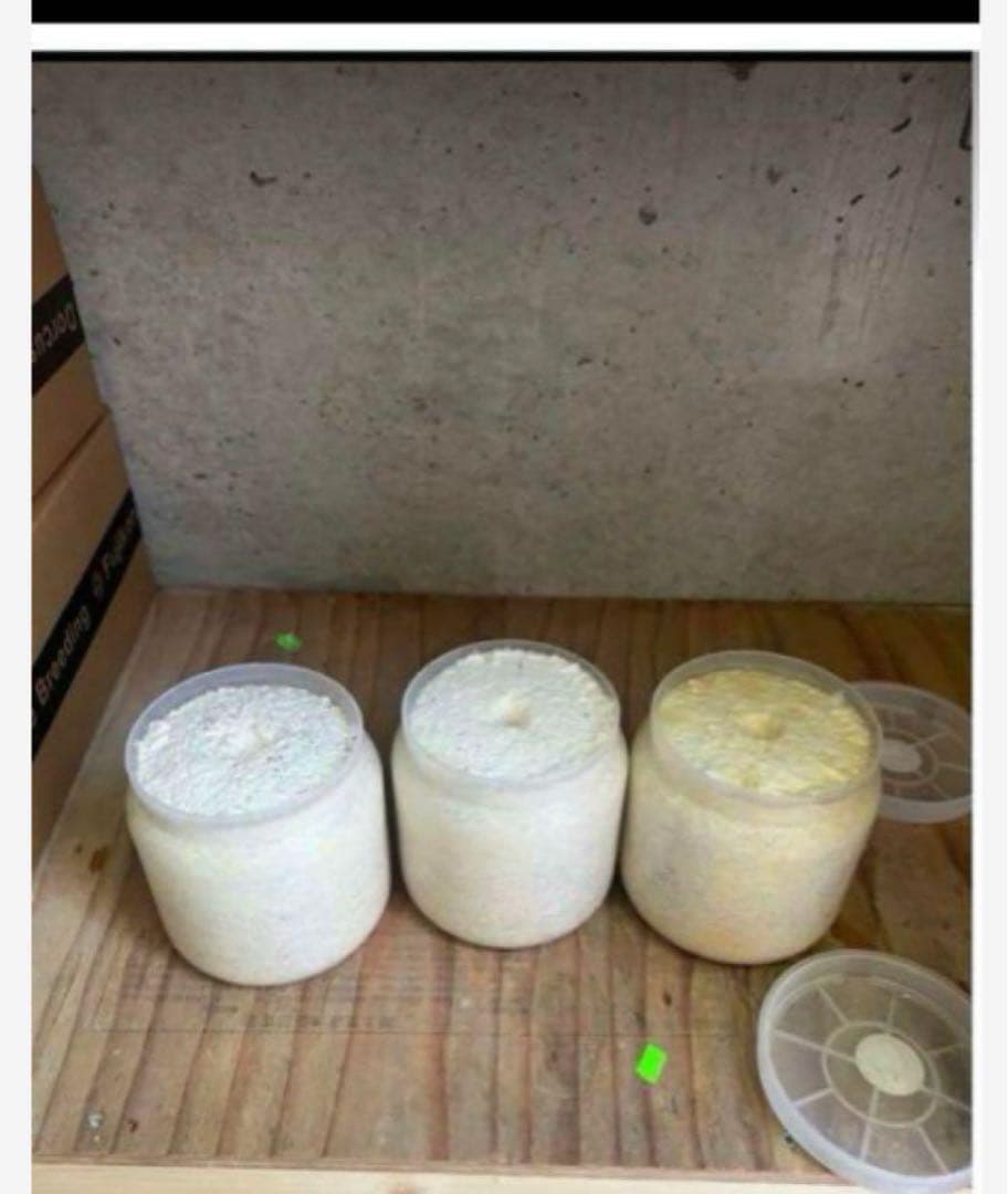 カワラ菌糸ビン 1100 36本