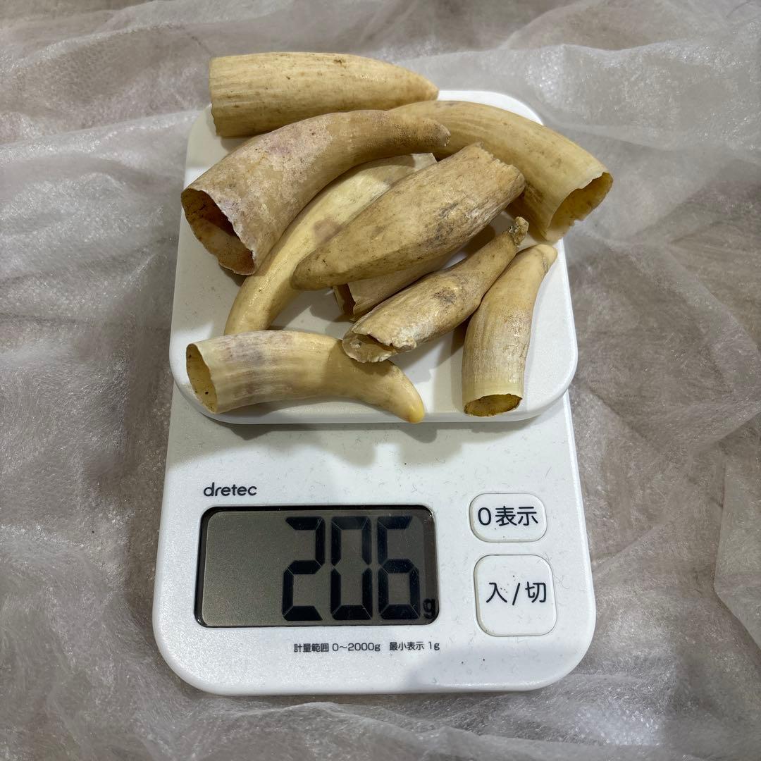 鯨歯　置物