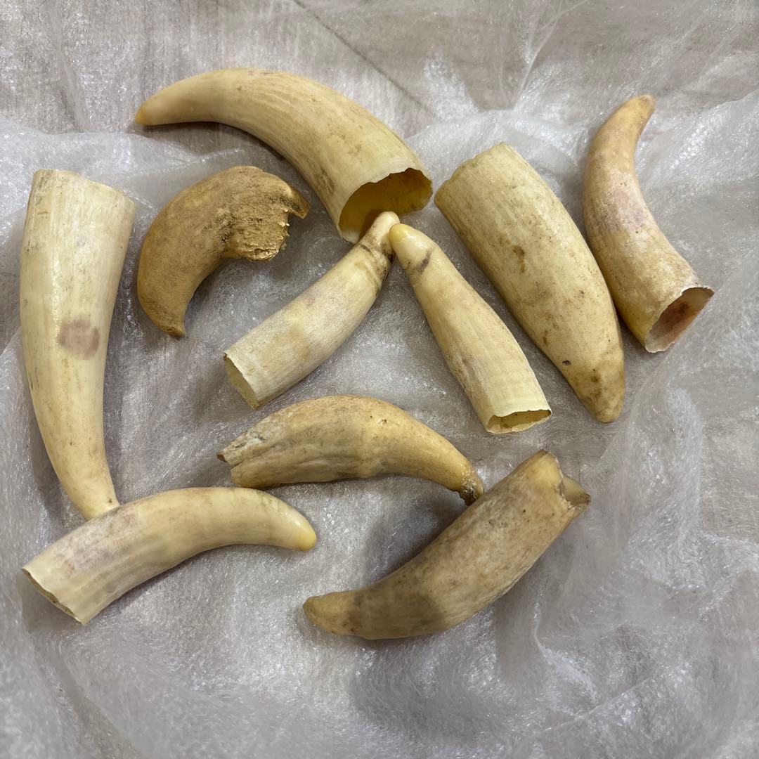 鯨歯　置物