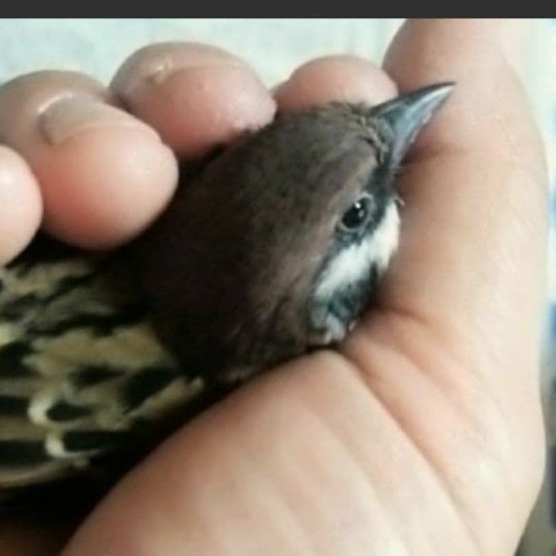 確認用です