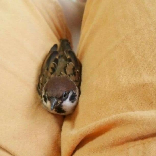 確認用です