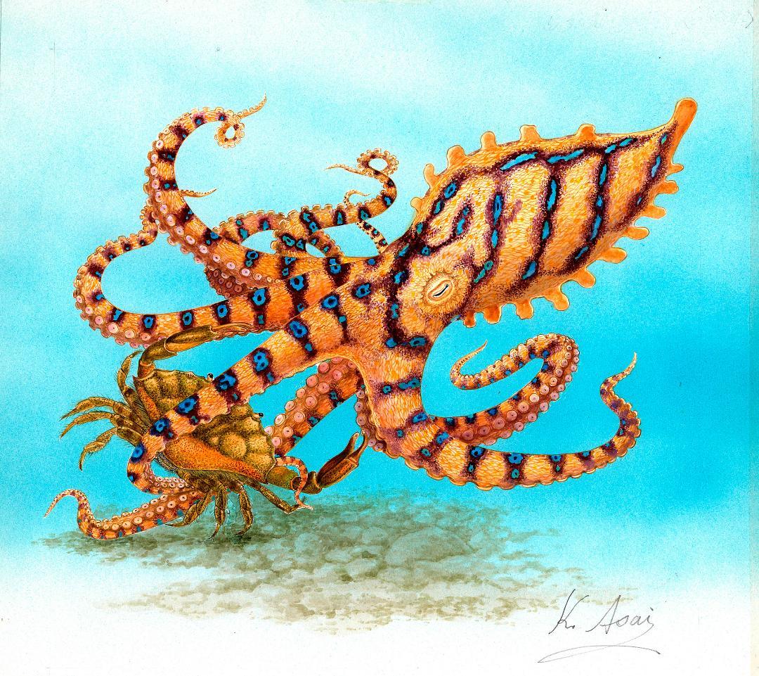 【絵画】ネイチャーアート「オウギガイを襲うヒョウモンダコ」原画