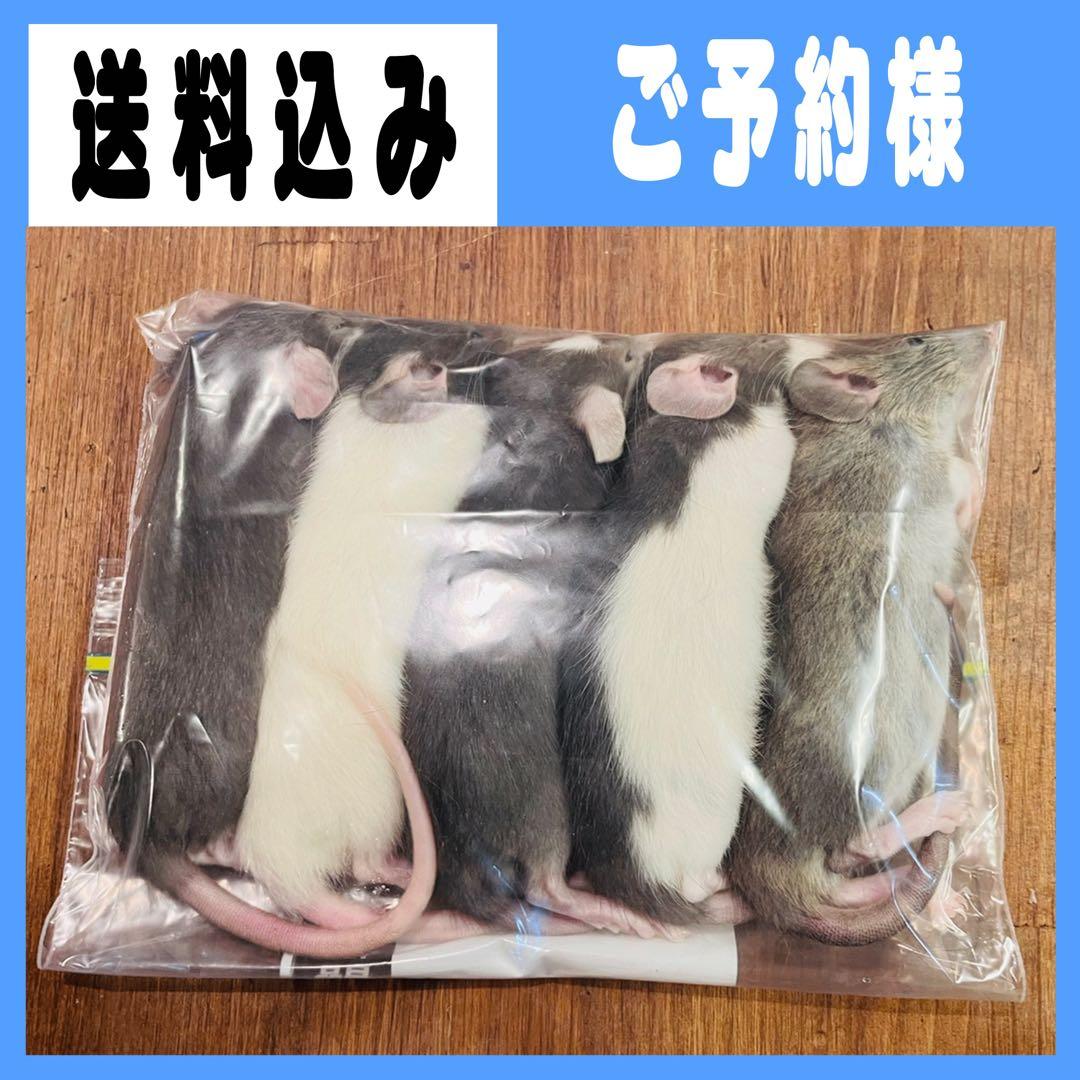 kou フォーム
