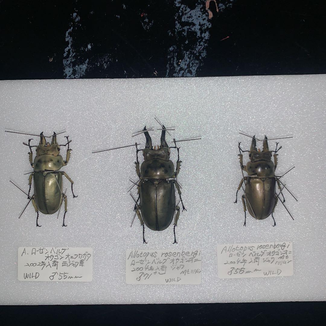 Ａ.ローゼンベルク　オオゴンオニ野外品3体セット