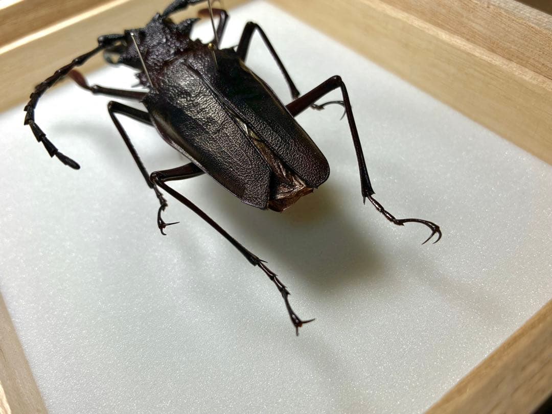 特大コロンビア産オニノコギリカミキリ　79mm 昆虫標本