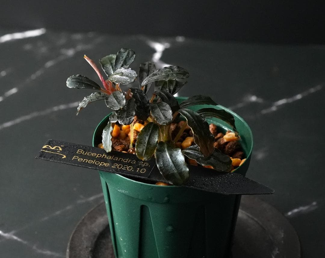 水草 Bucephalandra sp. Penelope