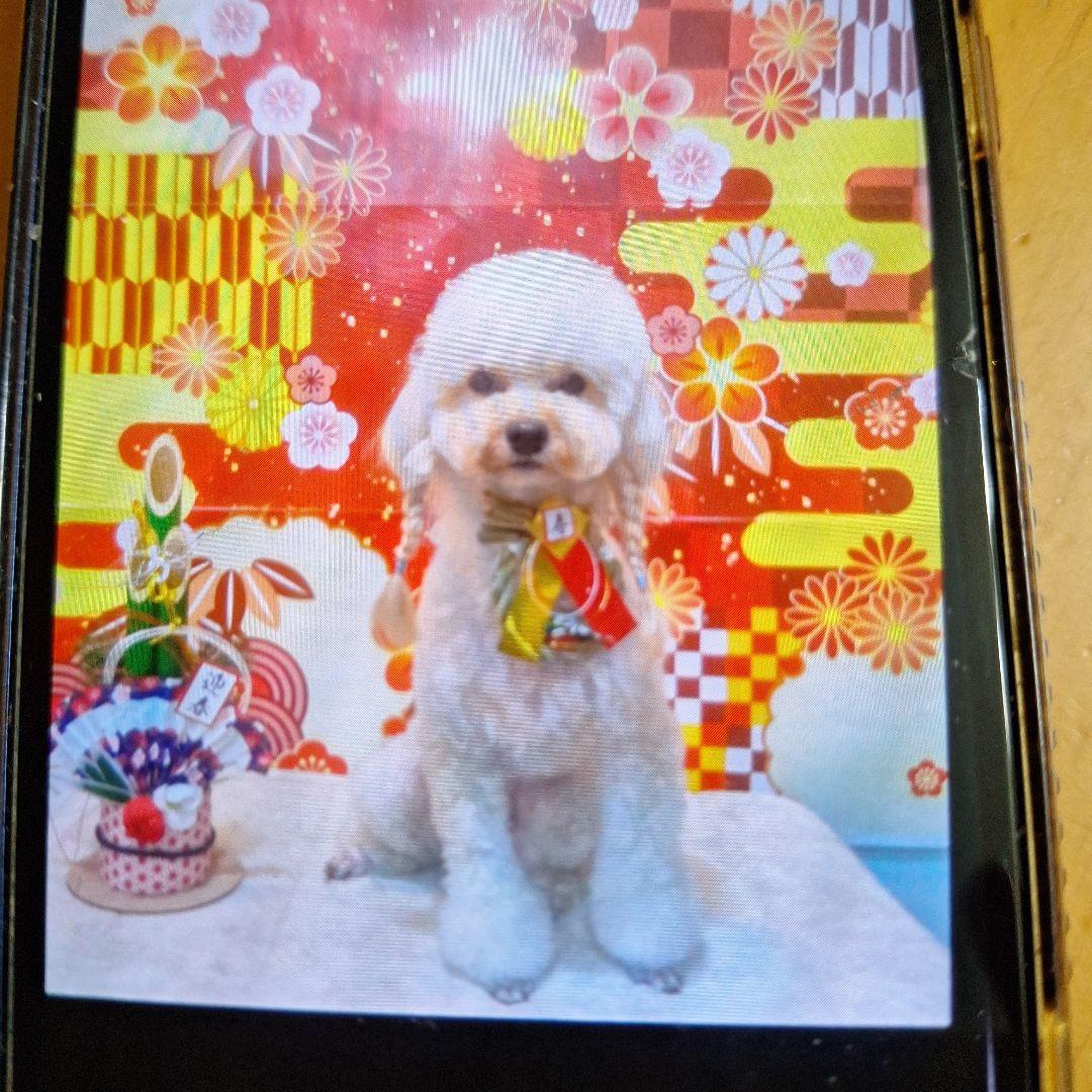 トイプードル 写真集