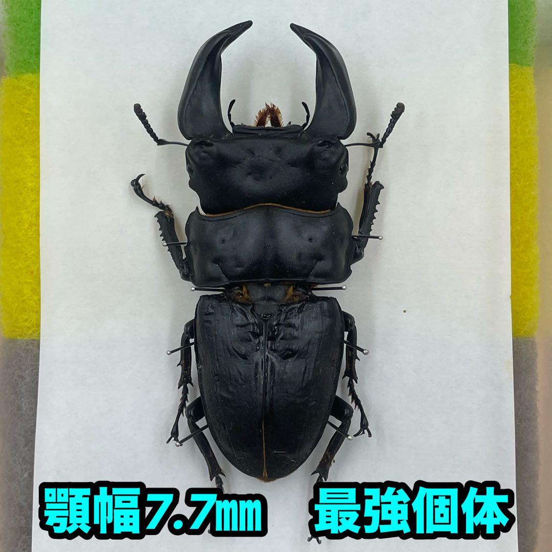 ✴︎ オオクワガタ　ポペイ　最強個体 顎幅7.7㎜　✴︎