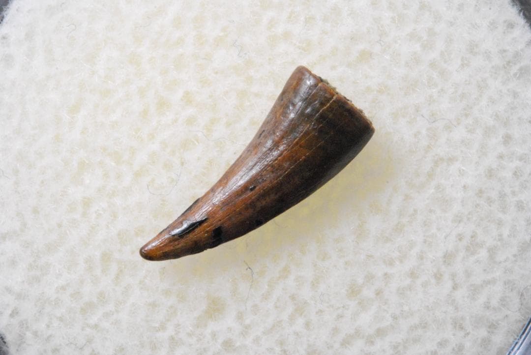 恐竜 パロニコドン [DS402] 歯 化石 希少 レア