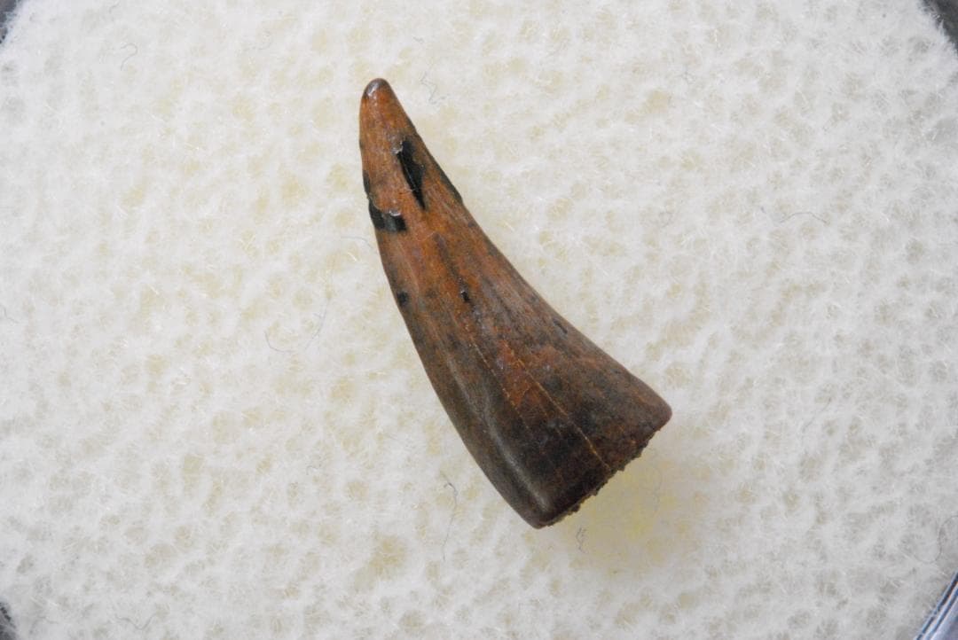 恐竜 パロニコドン [DS402] 歯 化石 希少 レア