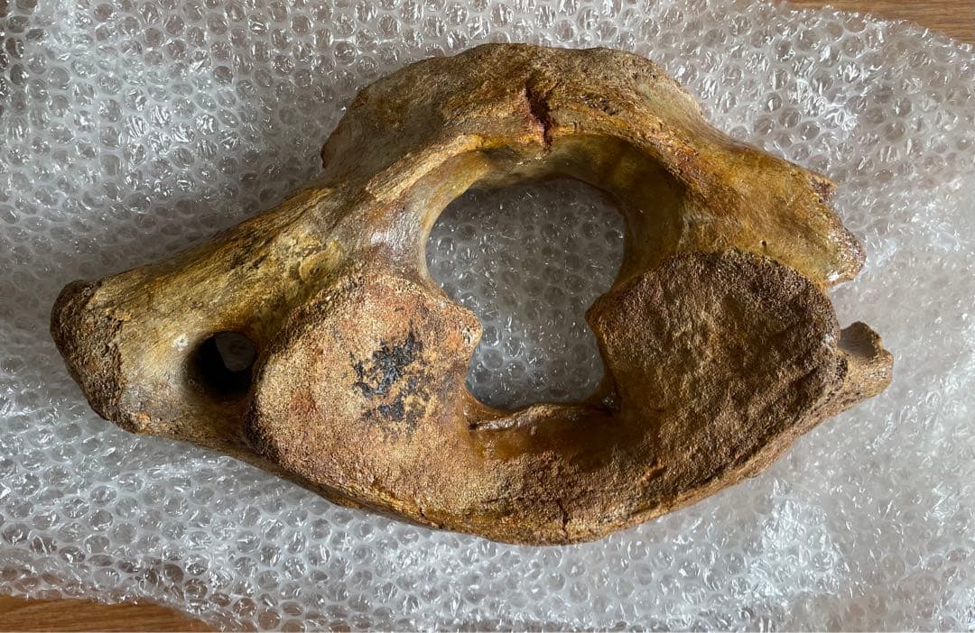 【期間限定セール】マンモスの環椎　化石　特大