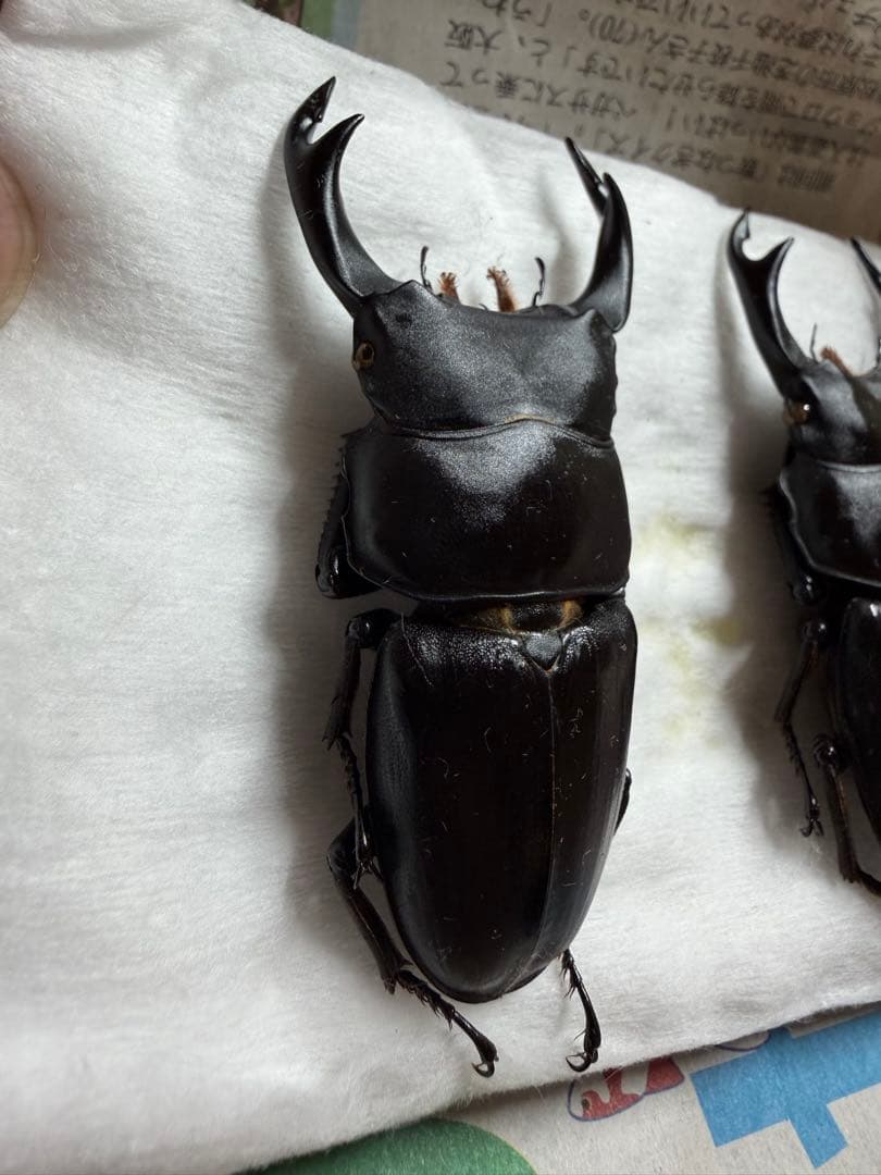 三重県産オオクワガタ♂70mm↑野外品