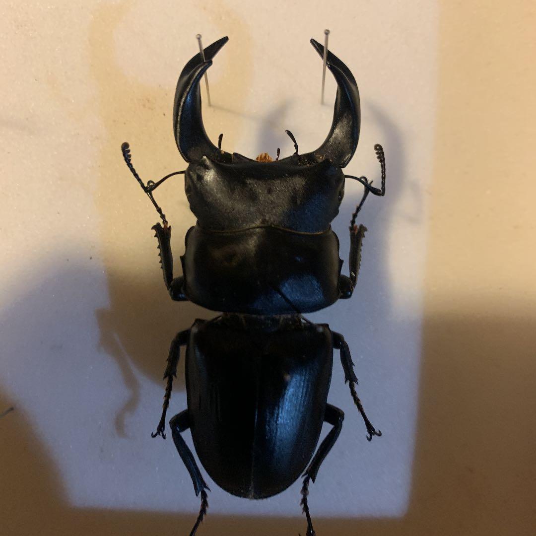 平成8年型　ホペイオオクワガタ飼育品78㍉