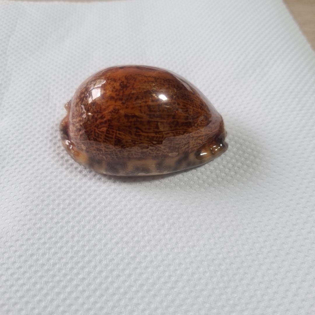 タカラガイ 貝殻 Histrio Rusty