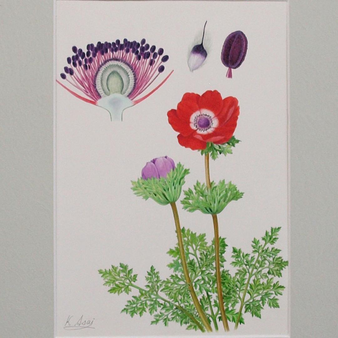 【絵画】ボタニカルアート　「アネモネ」原画