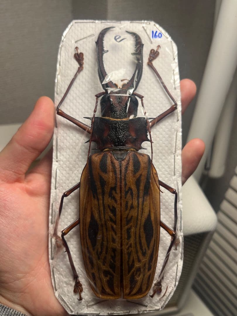 【未展足160mm】オオキバウスバカミキリ標本 Macrodontia昆虫標本