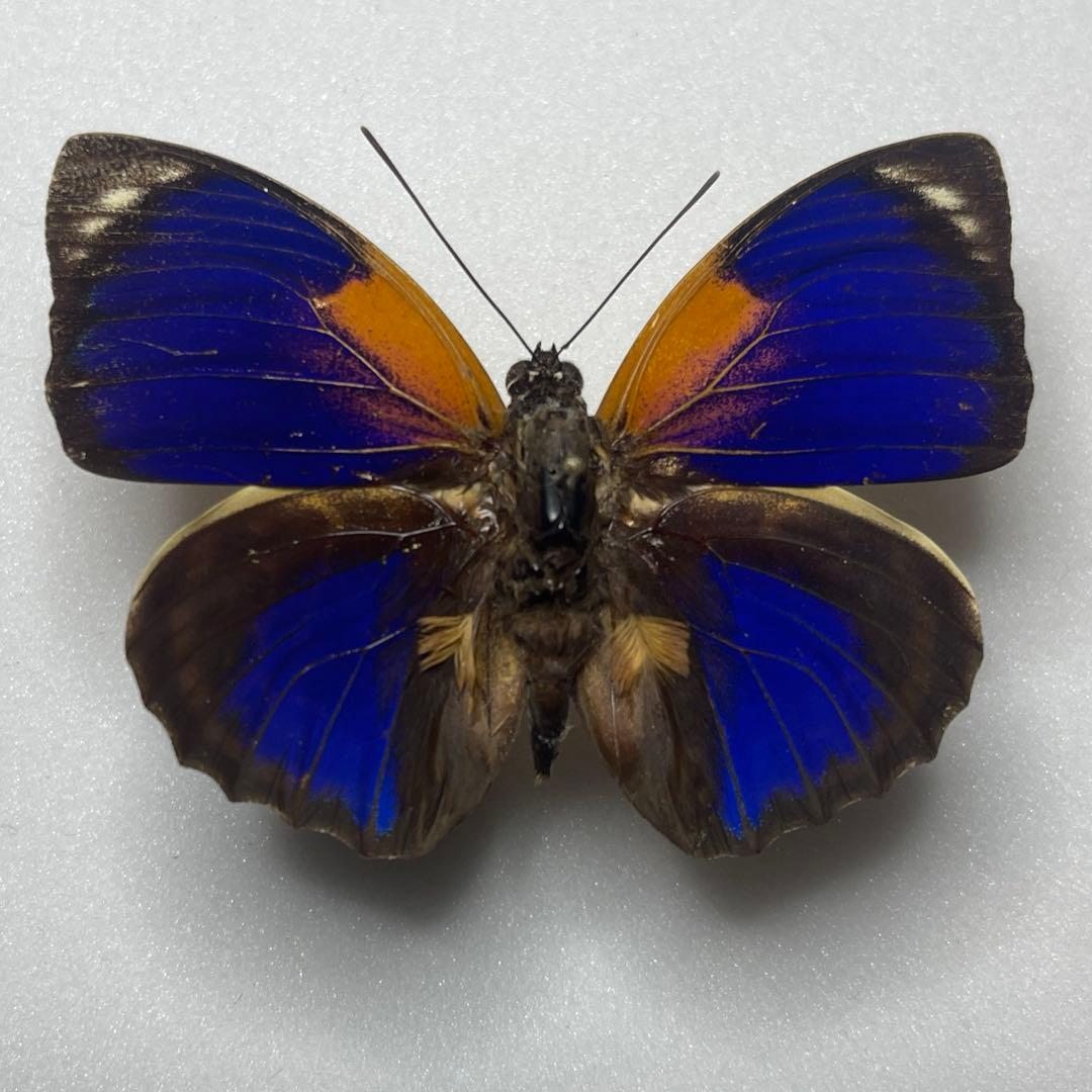 agrias phalcidon fournierae標本