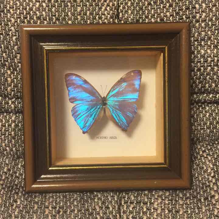 Morpho Aega  標本 本物