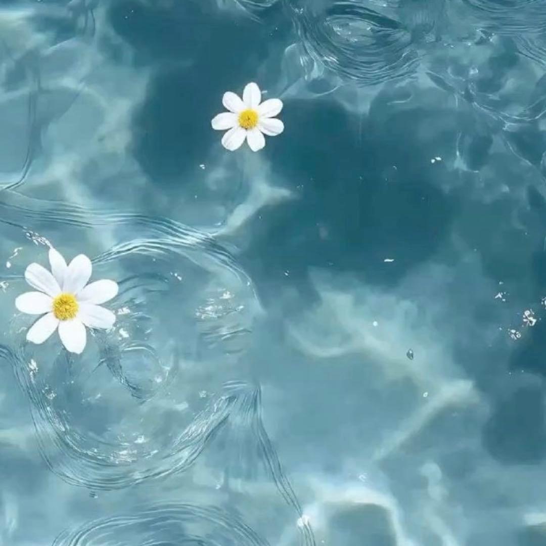 しまこ