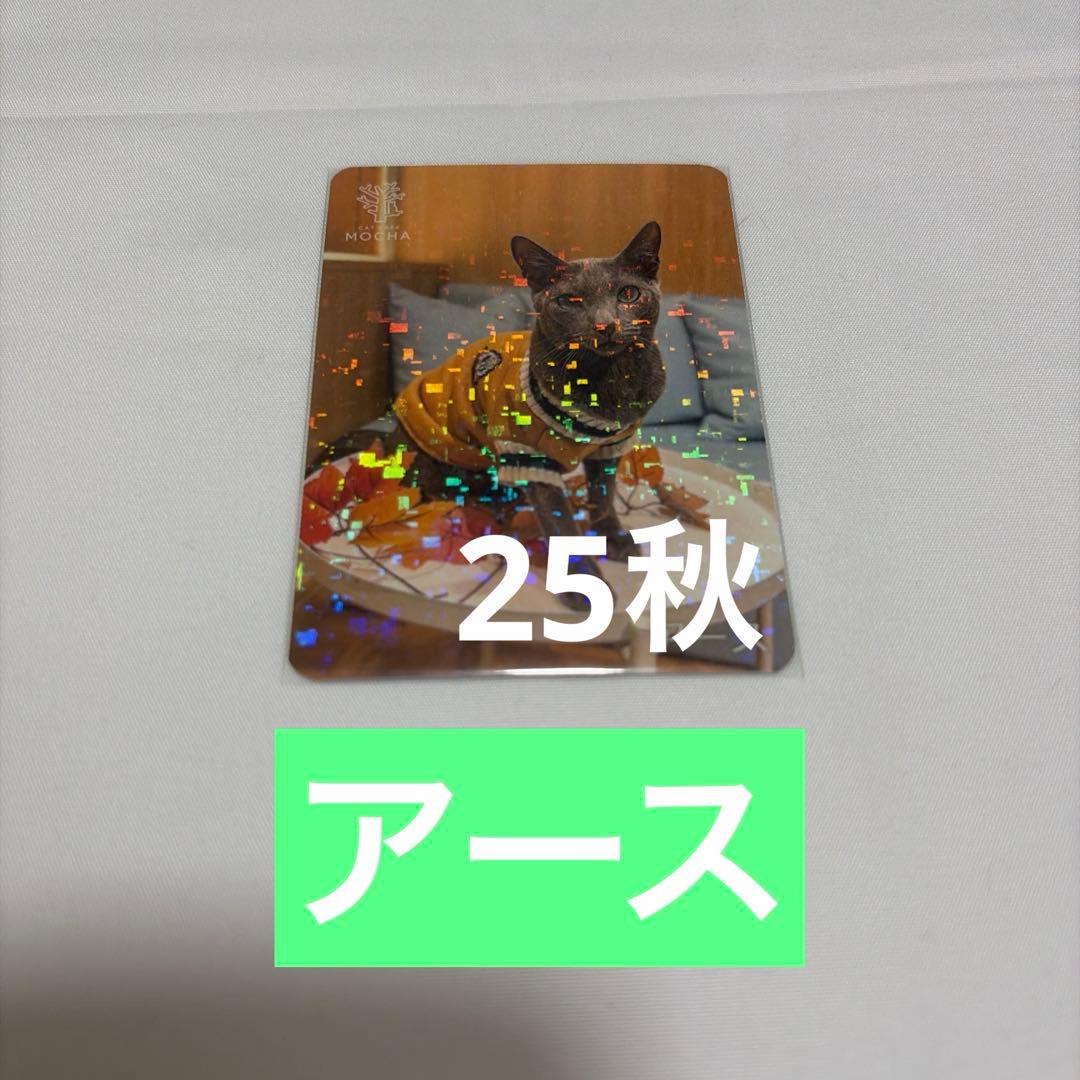 猫カフェ mocha にゃんずトレカ