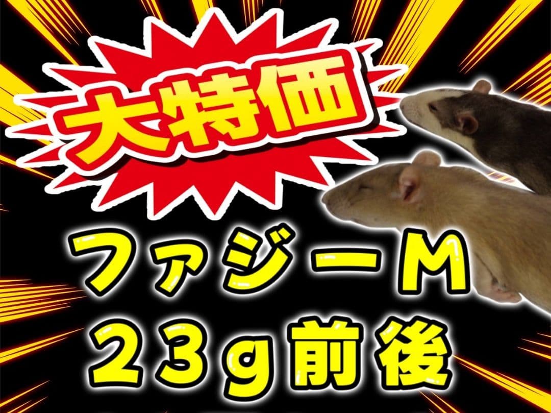 冷凍ラット 23g前後 80匹セット