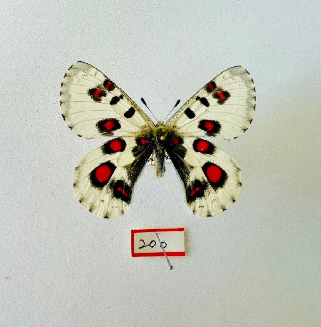 パルナシウス・ノミオン・コイワヤイ （1オス、中国青海省）