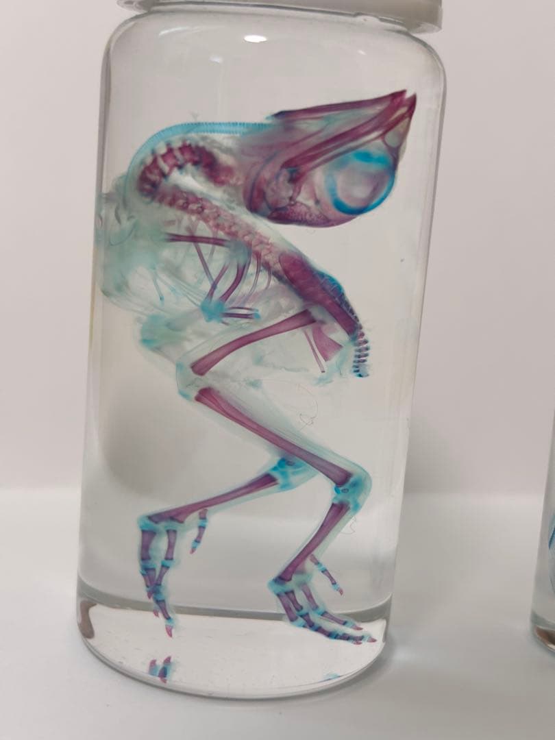 透明標本 ウズラ・シラス・アナハゼ