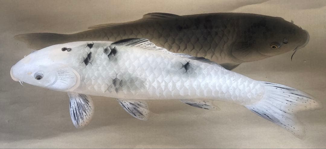 完全ジャンク品 白玲 五月鯉図 掛軸