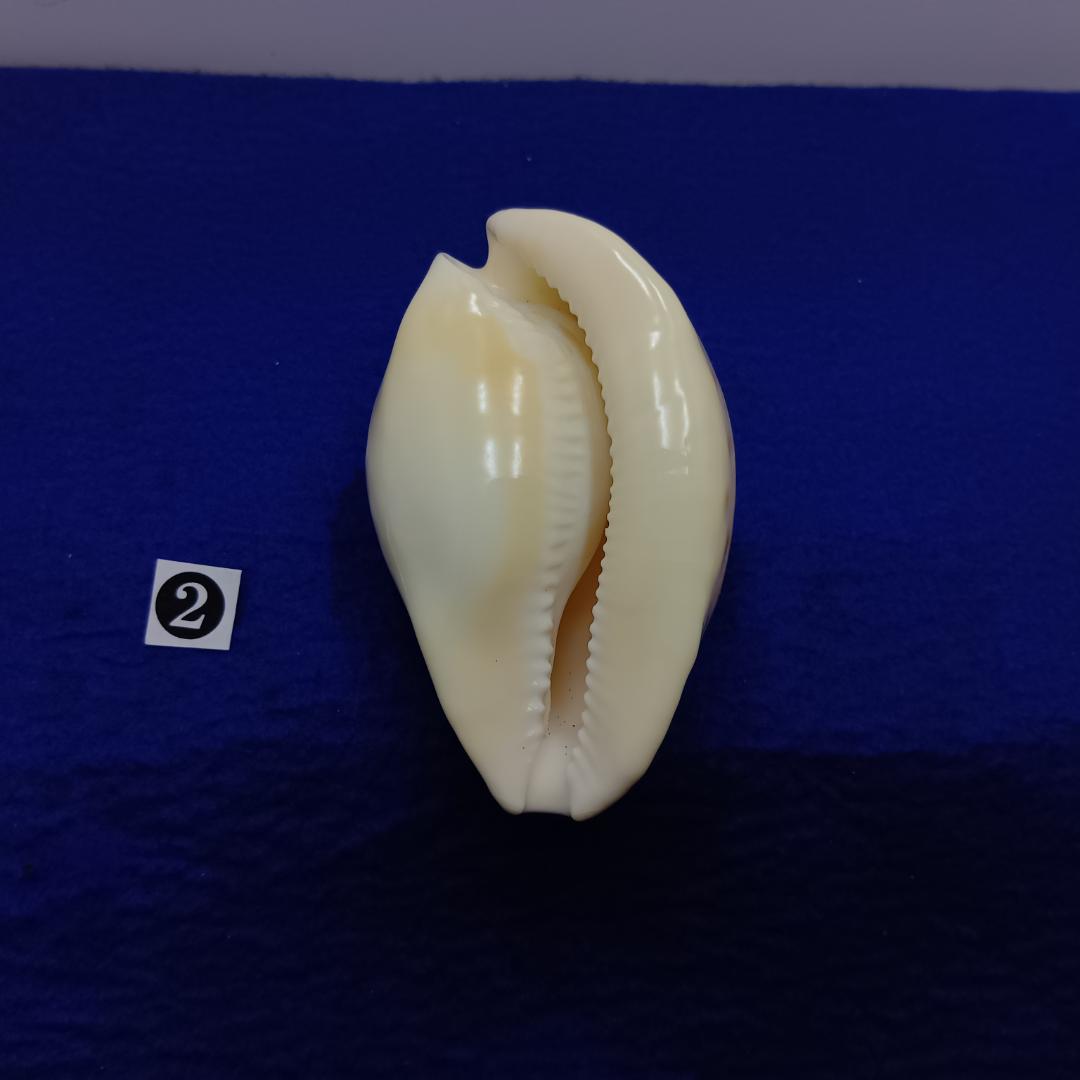 ②-1貝標本ウスアカネダカラ