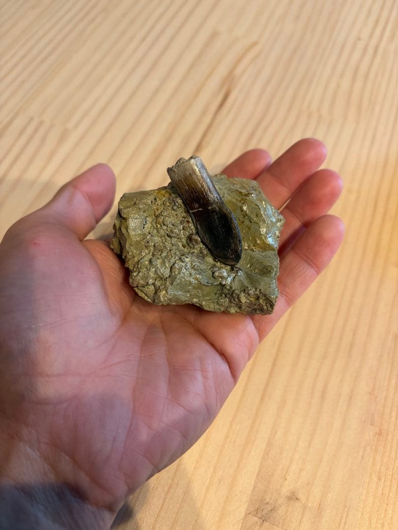 アトラサウルス　歯　化石　恐竜