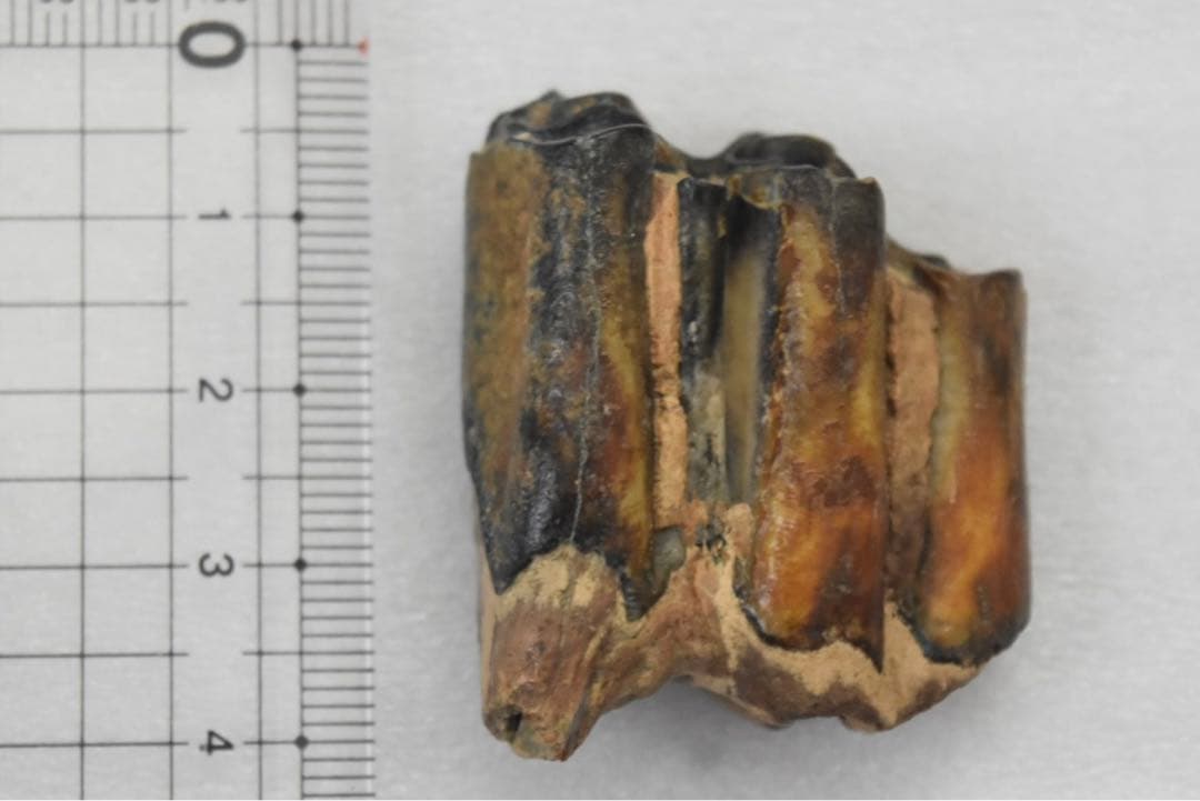 沖縄産　哺乳類の歯化石