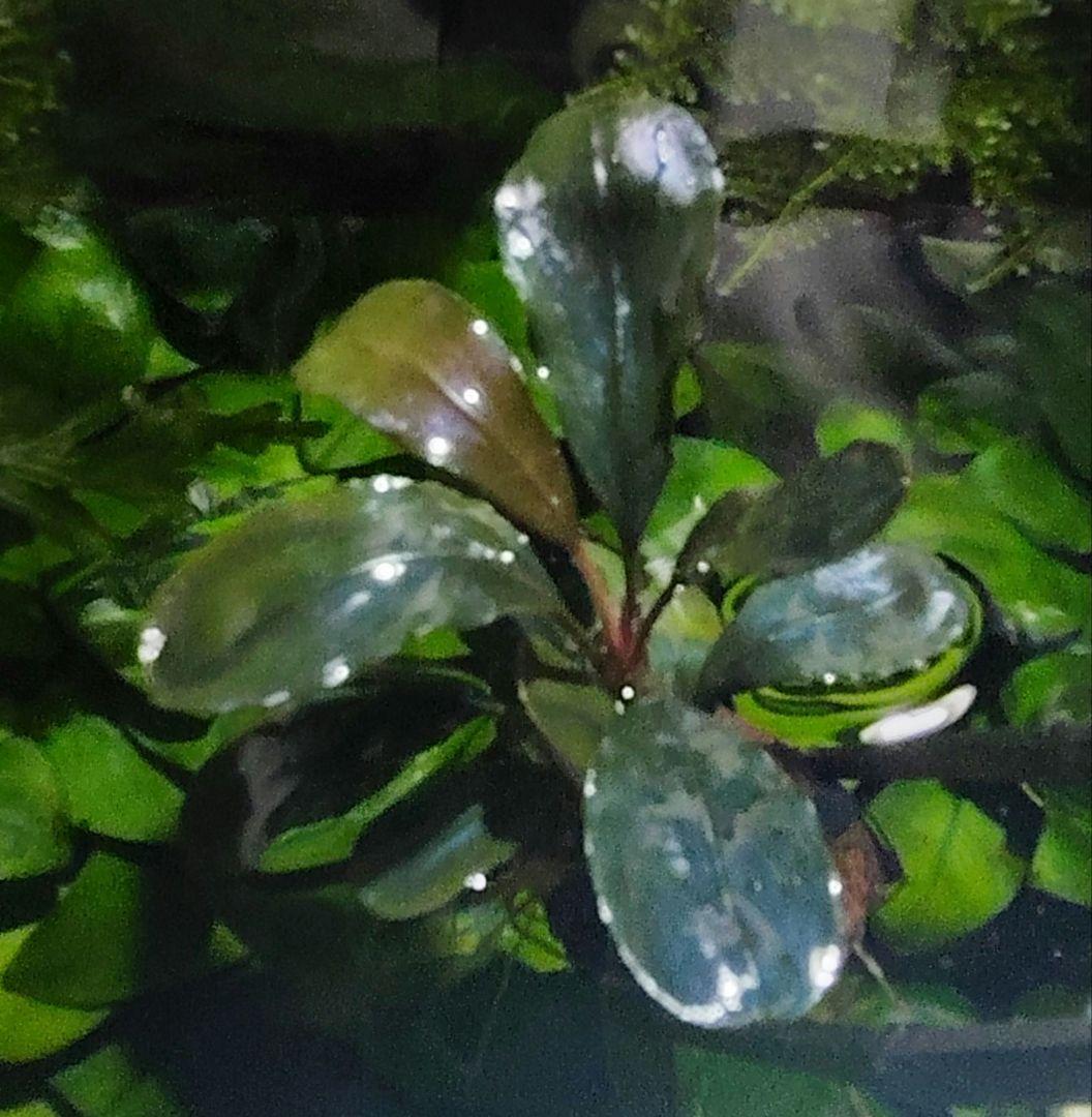 ブセファランドラ・Bucephalandra希少種群生美株セット１セット限定出品