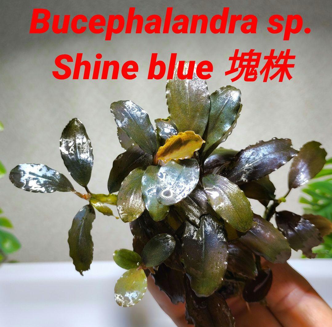 ブセファランドラ・Bucephalandra希少種群生美株セット１セット限定出品