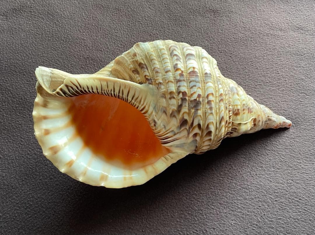 アンティーク ほら貝 貝殻 インテリア