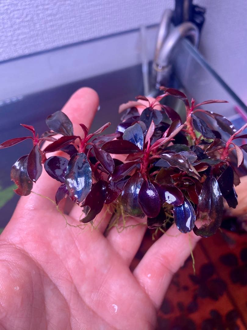 ブセファランドラｓｐ. ブラックエンゼル 大群生