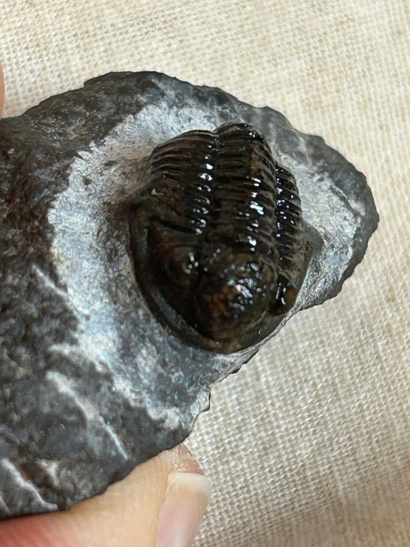 三葉虫モロッコ産⑦ゲラストスGerastos？化石デボン紀