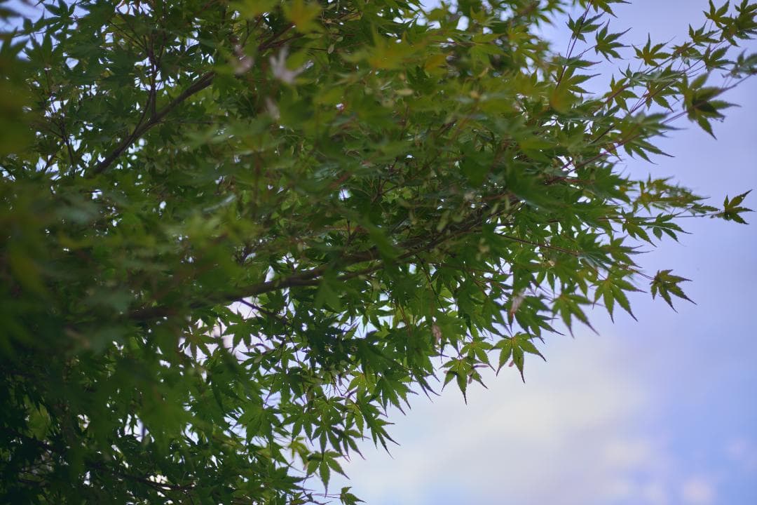 フィルムカメラ LEICA SUMMICRON-R 50mm F2 3CAM