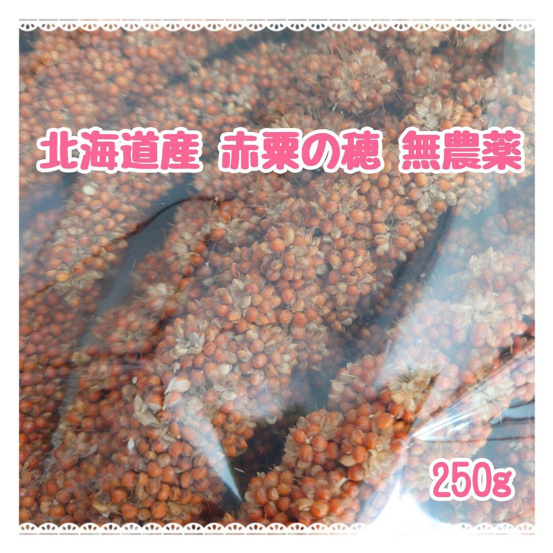 オーダー専用【北海道産】令和3年度 無農薬 赤粟の穂 250g