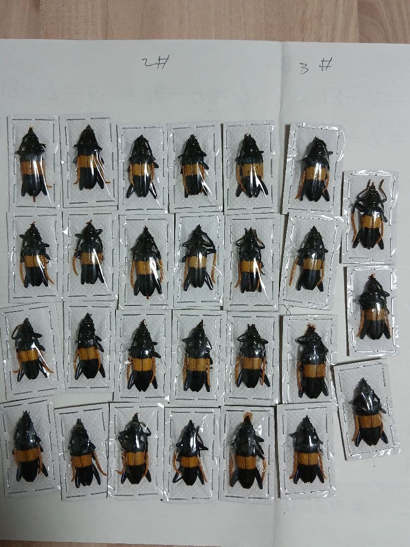 海外産標本｜マレーシア産 カミキリムシ 昆虫標本