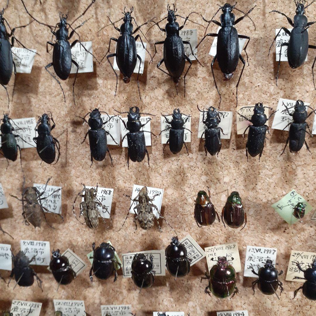 甲虫標本　カミキリムシ、オサムシほか66頭。大型ドイツ標本箱入り
