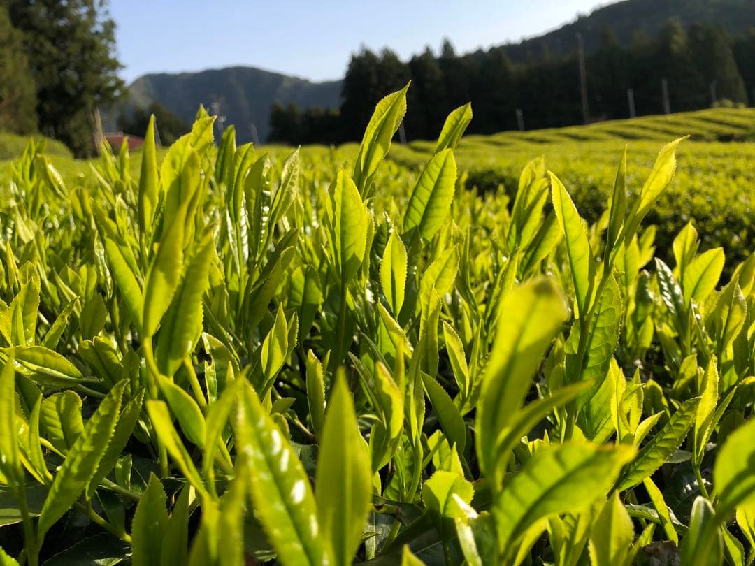 龍さん　無農薬栽培の川根茶　100g×10袋　農家直売　静岡茶