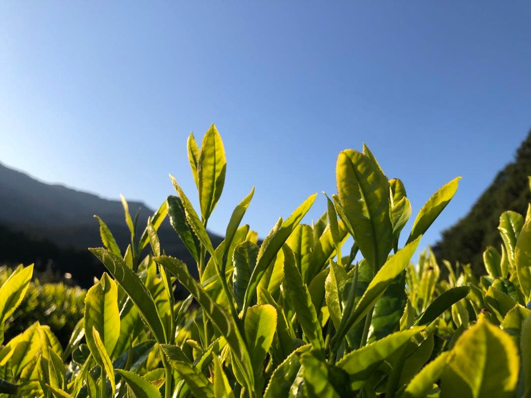 龍さん　無農薬栽培の川根茶　100g×10袋　農家直売　静岡茶