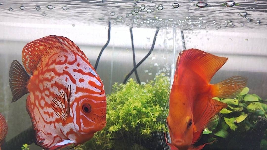 専用ろ材セット