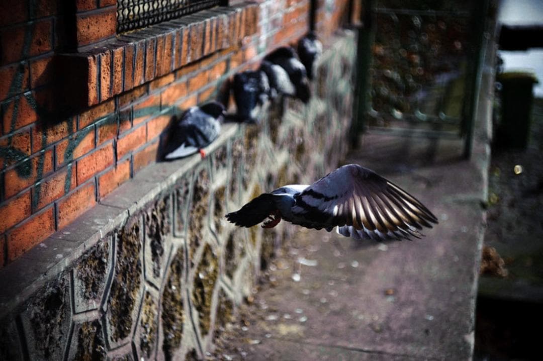 68 【希少】　後期ゼブラ　未使用　ぐるぐるボケレンズ　ヘリオス44-2　M42