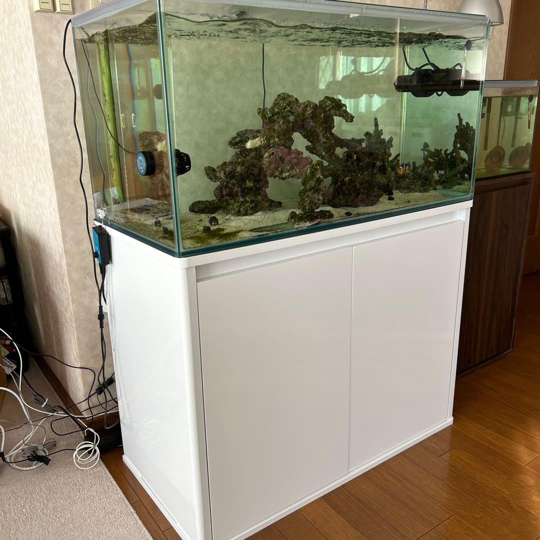 海水魚　オーバーフロー水槽一式　引き取り限定